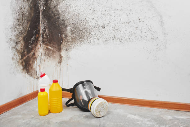 Professional Mold Remediation in Byron Center, MI