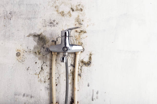 Best Health and Safety Mold Remediation in Byron Center, MI