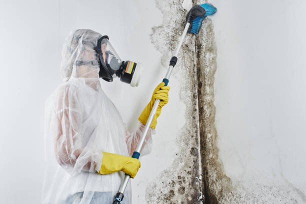 Byron Center, MI Mold Remediation Company