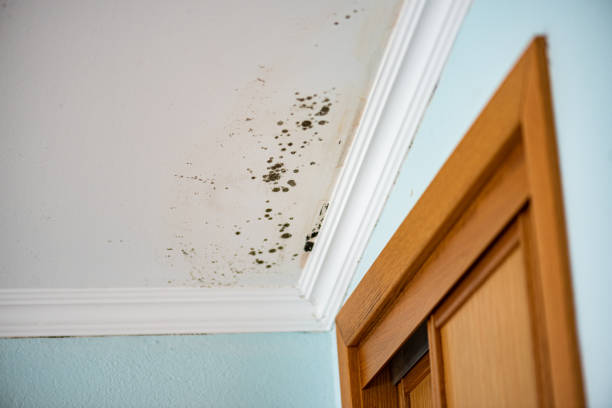 Best Black Mold Remediation in Byron Center, MI