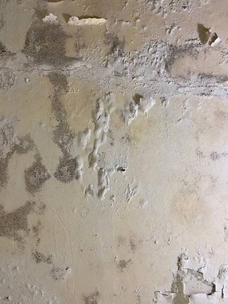 Best Residential Mold Remediation in Byron Center, MI