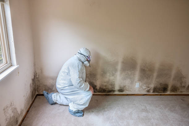 Trusted Byron Center, MI Mold Remediation Experts