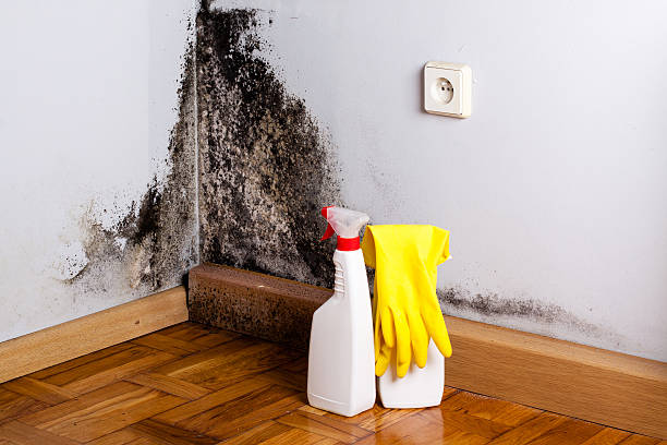 Best Commercial Mold Remediation in Byron Center, MI